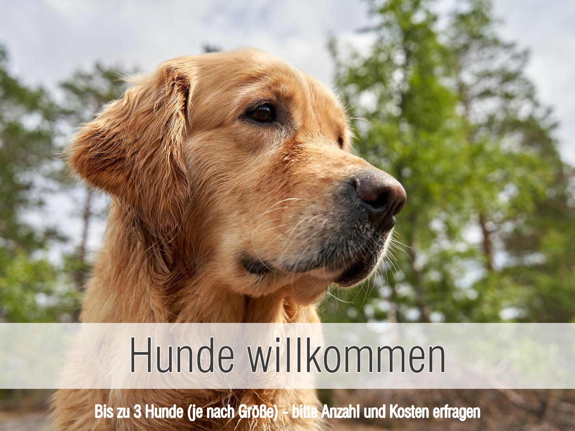 Huette41: Ganze Huette Nah Am See Mit Privatem Whirlpool, Sauna. Umzaeunt. Waldkirchen Exteriér fotografie